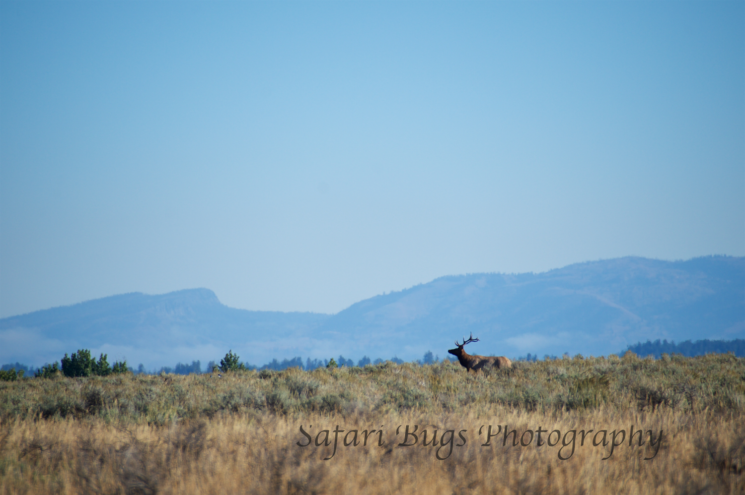 Elk