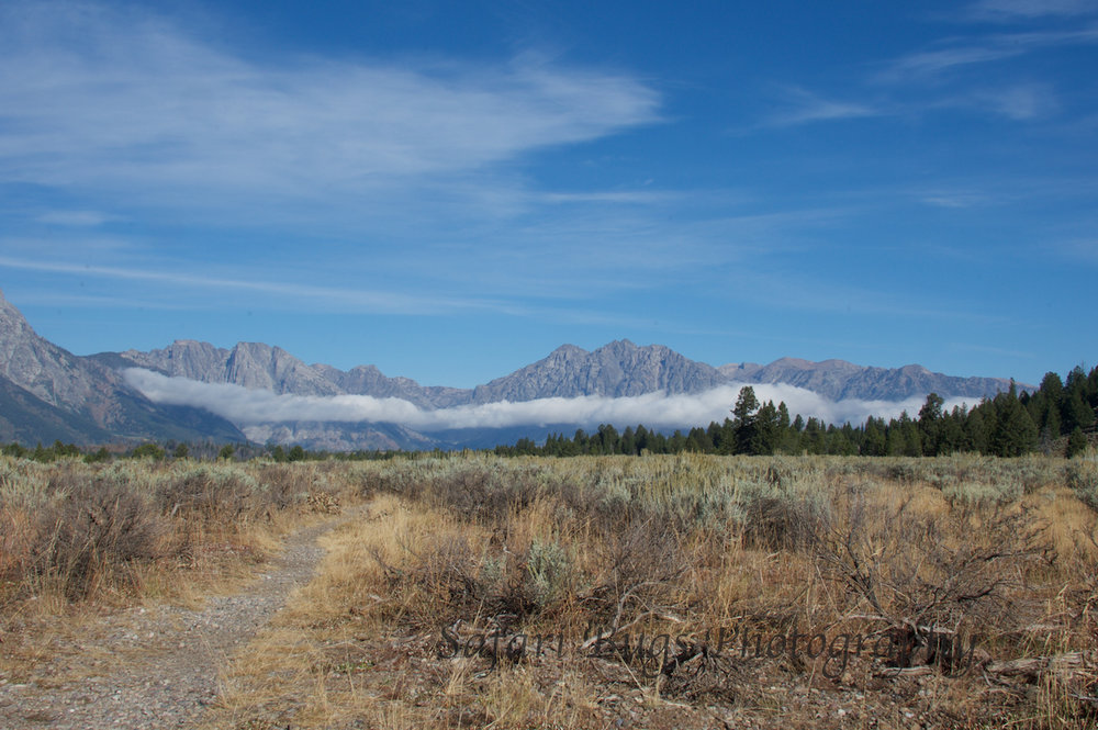 Grand Teton VI Safari Bugs.jpg