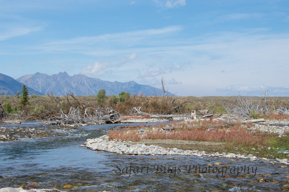 Westbank Anglers XIII Safari Bugs.jpg