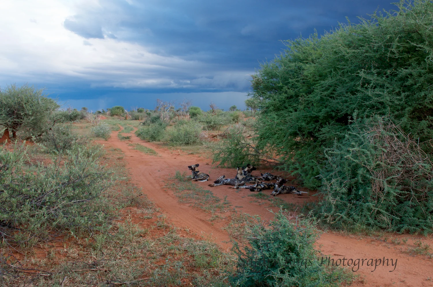Madikwe Game Reserve is particularly special because it boasts the big five and a pack of wild dogs.