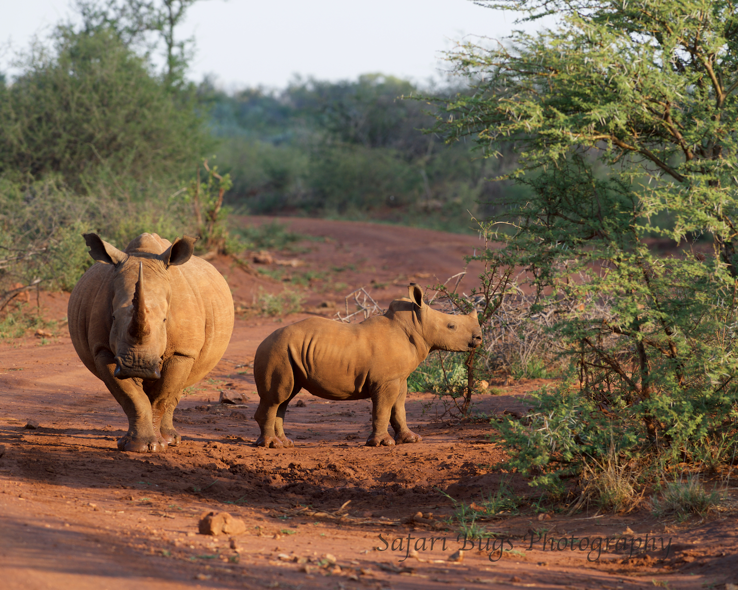 Rhino mother and baby