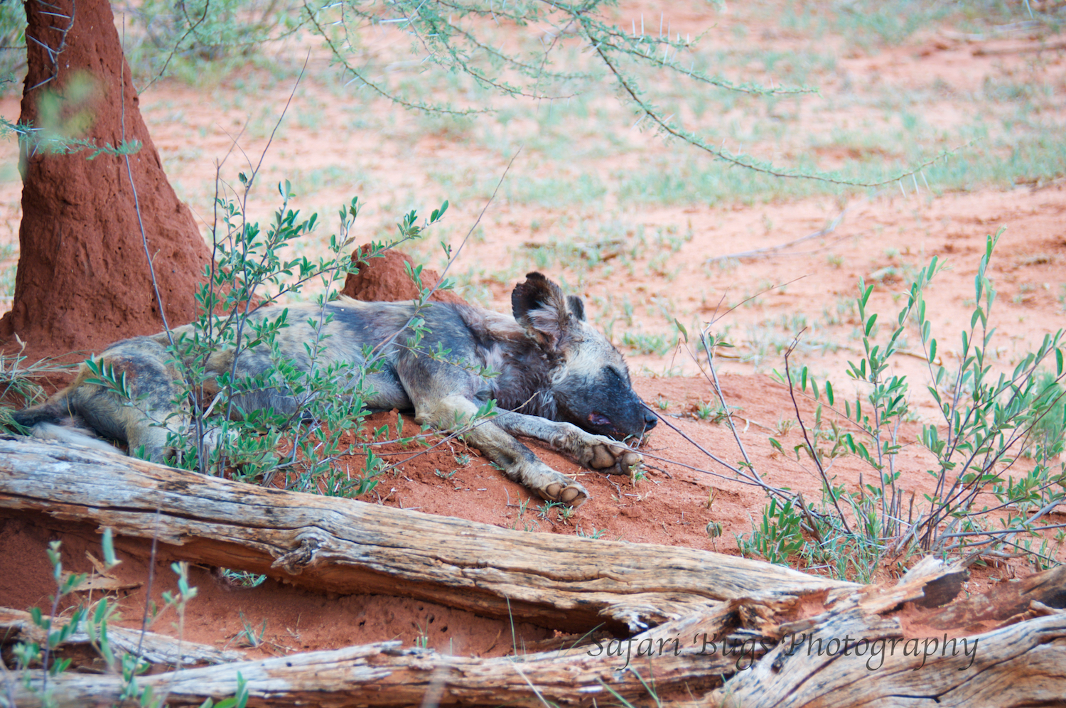 Wild Dog Napping