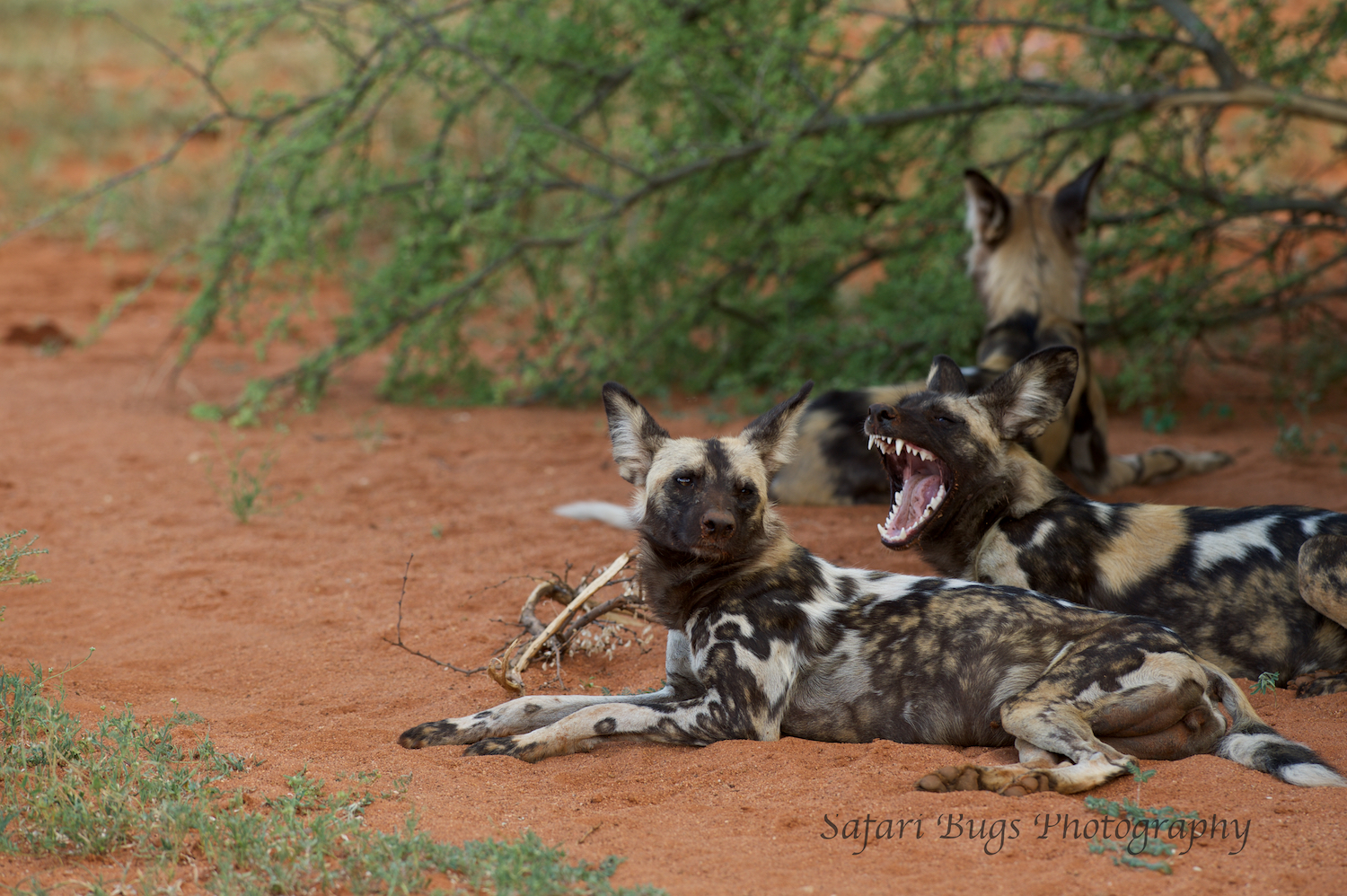Mateya Wild Dog (2).jpg