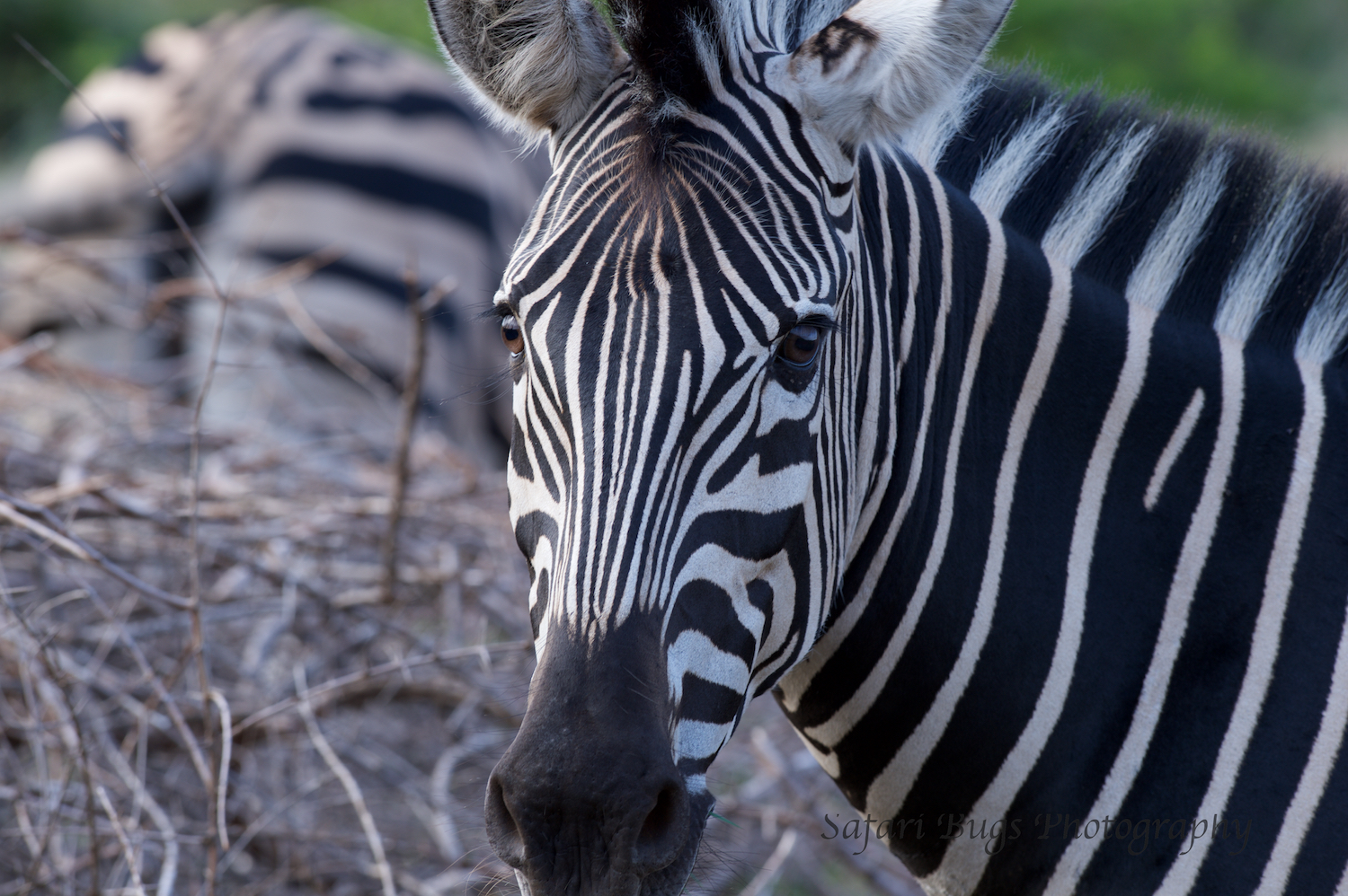 Mateya Zebra.jpg