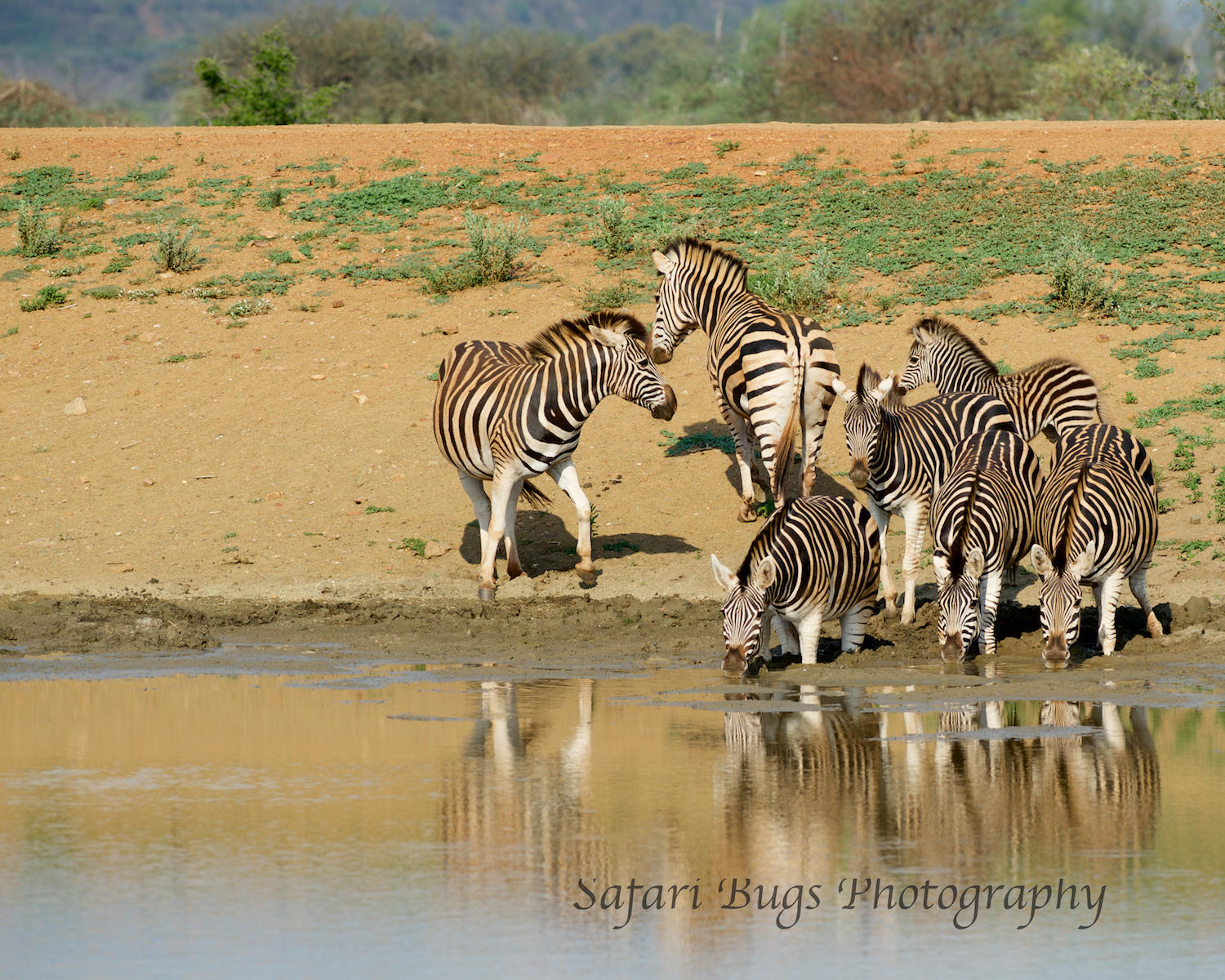 Mateya Zebras.jpg