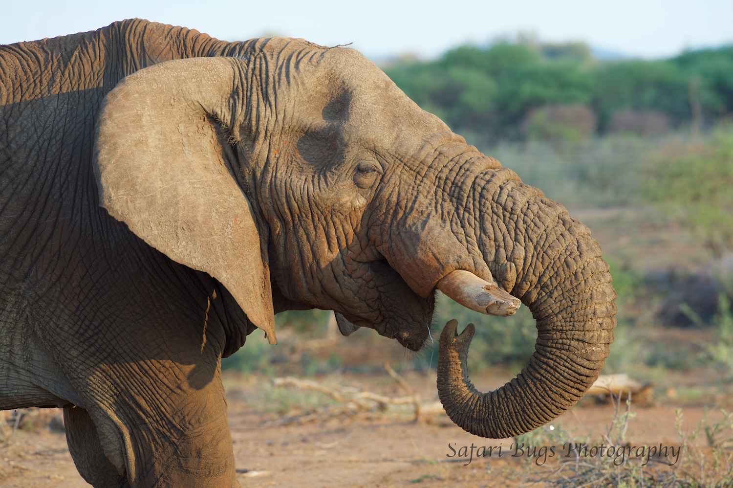 Mateya Elephant.jpg