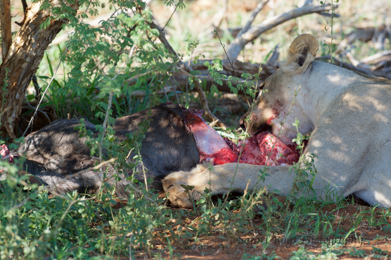  It started with one lioness eating and one sitting in the shade. 