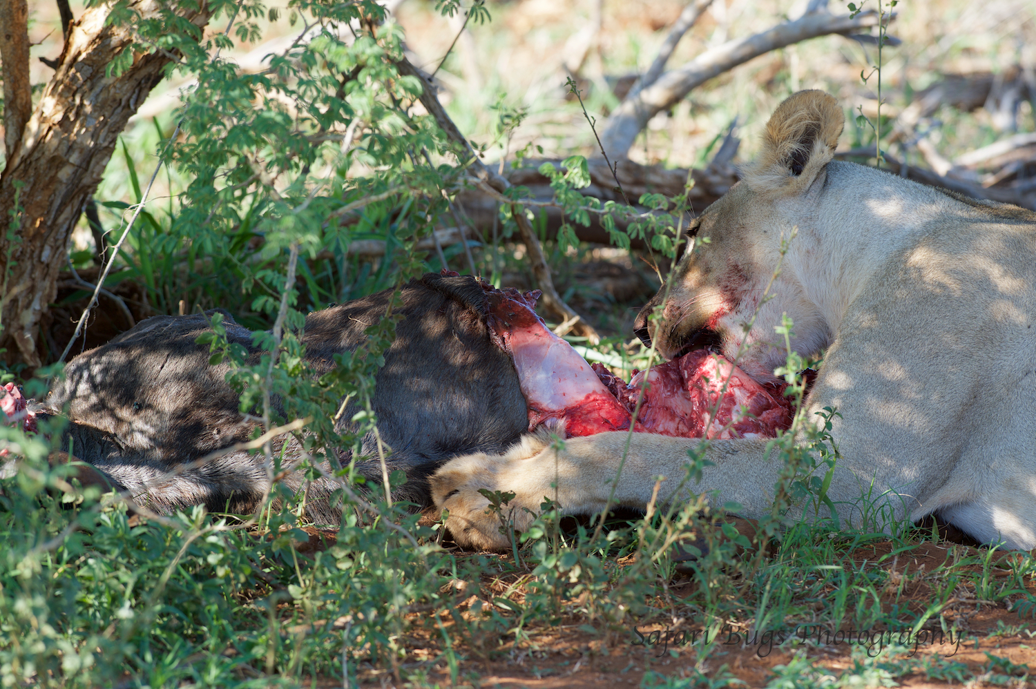 It started with one lioness eating and one sitting in the shade.