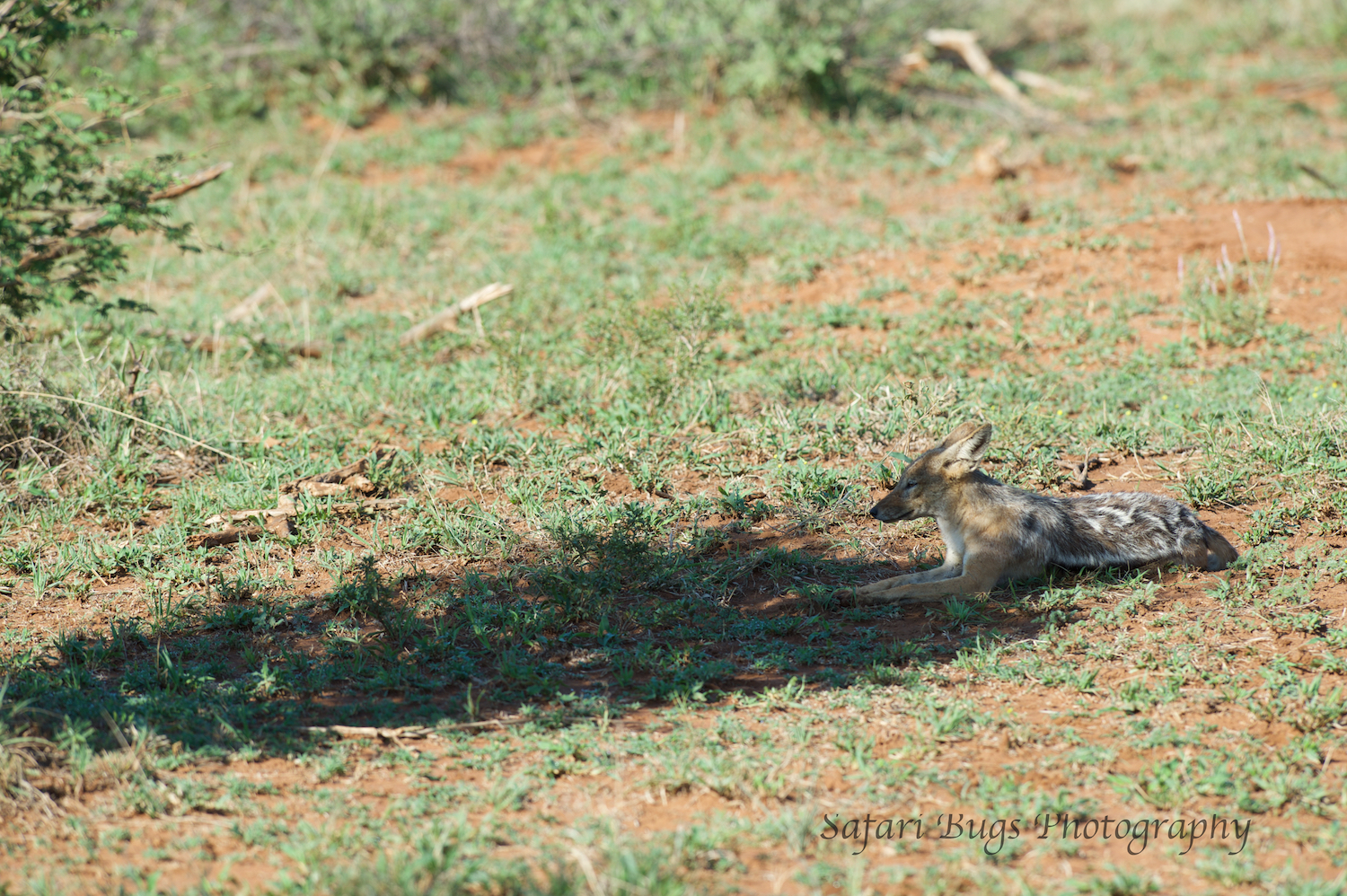  Jackal watched, waiting for the leftovers. 