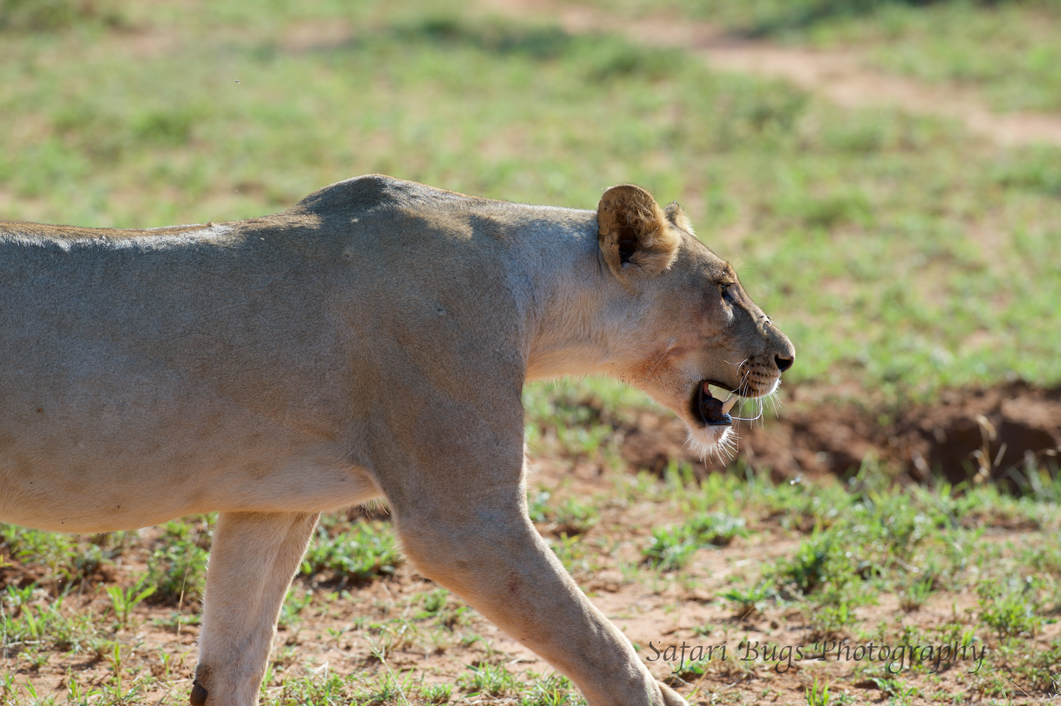 But the Jackal became distracted (or pretended to be) by some birds and ran off. And, the second lioness followed as did the one having breakfast.