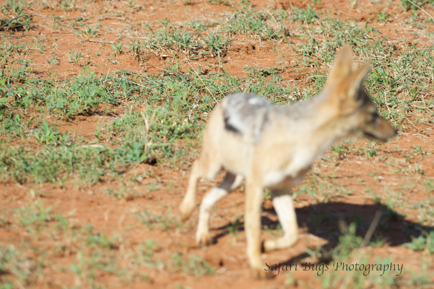  Upon seeing the lionesses on the move, the jackal double backed quite quickly to get the kill which was now unwatched by the lionesses. (not the best photo, but gets the point across) 