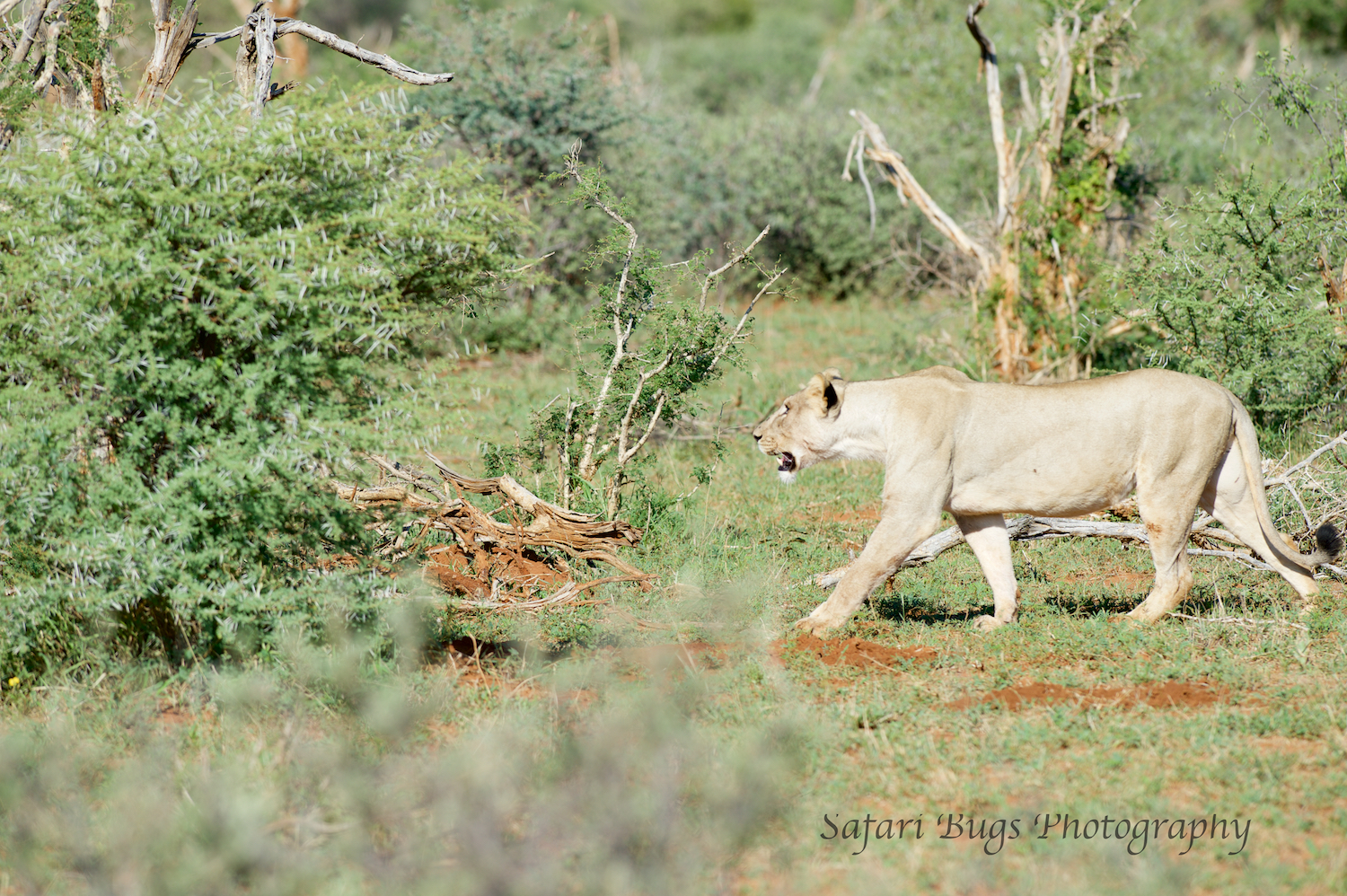  Lionesses decided to move on from their kill to seek out water. 