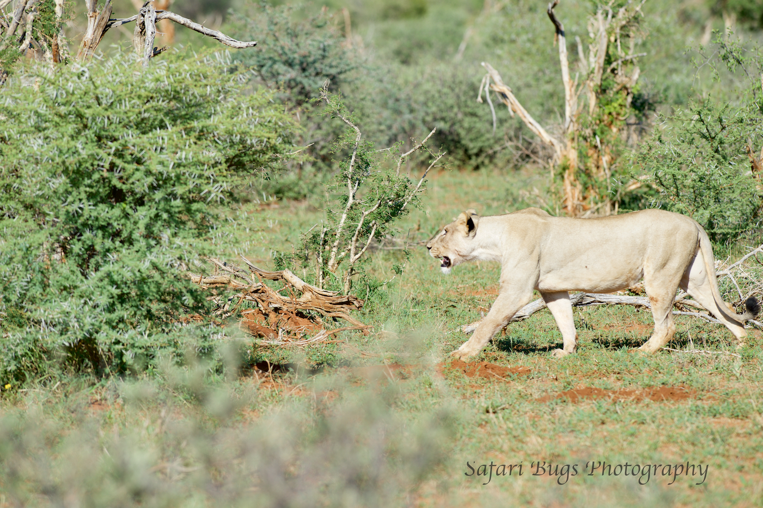 Lionesses decided to move on from their kill to seek out water.