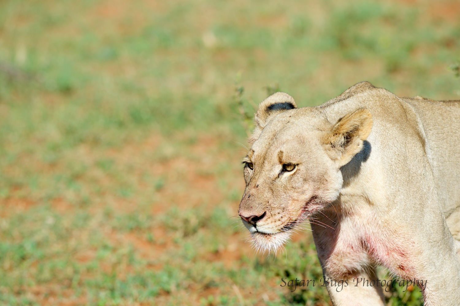 Mateya Lion (4).jpg