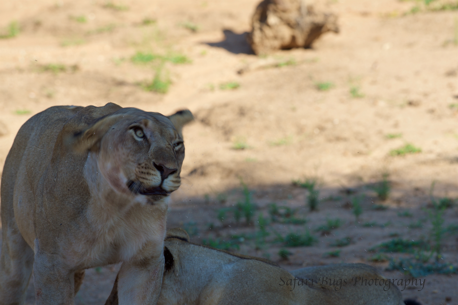 Mateya Lion (11).jpg