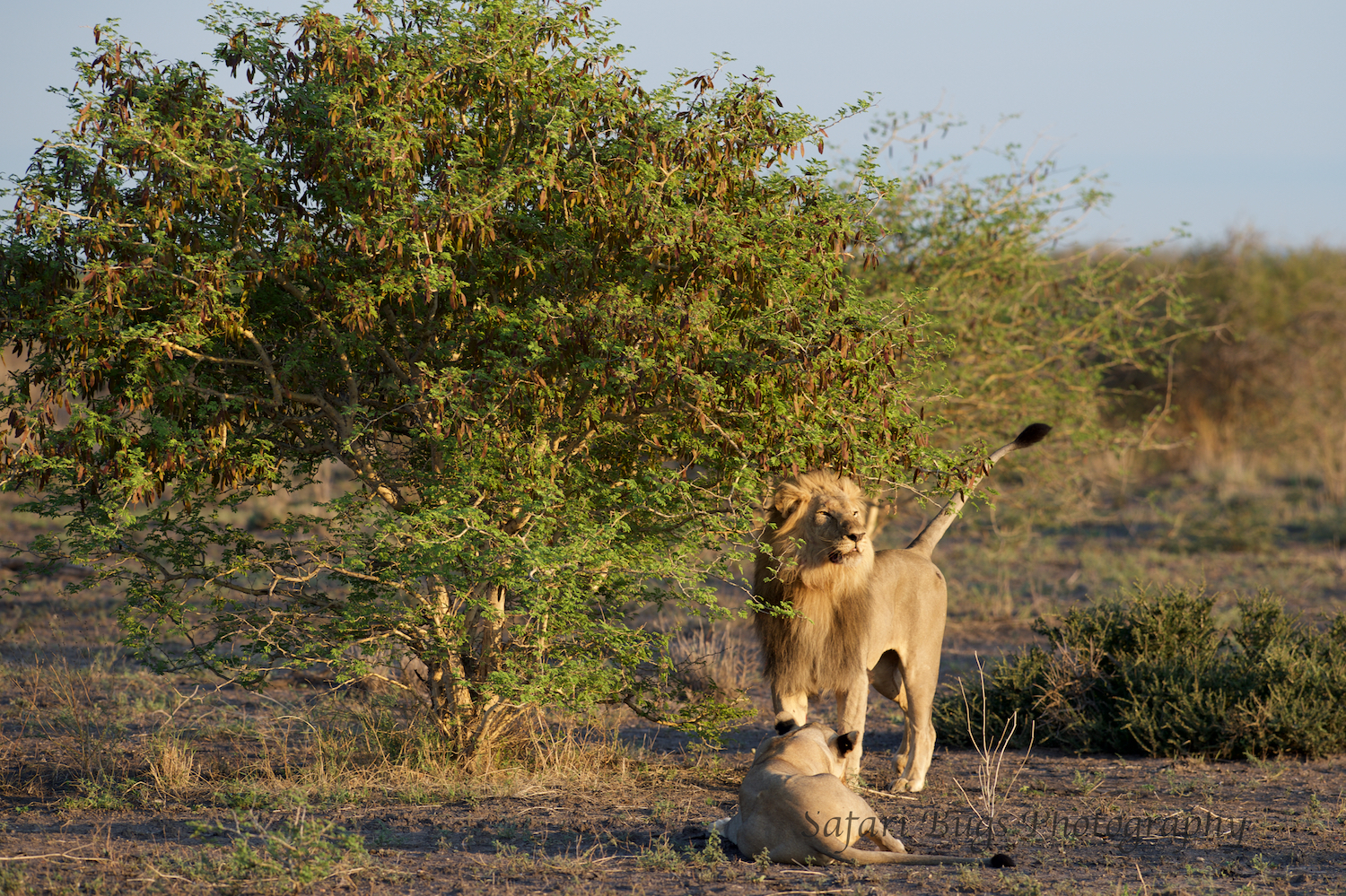 Mateya Lion (12).jpg