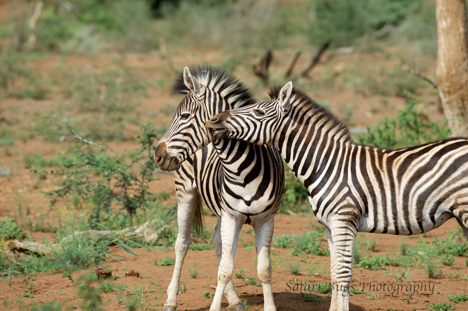 Mateya Zebra (2).jpg