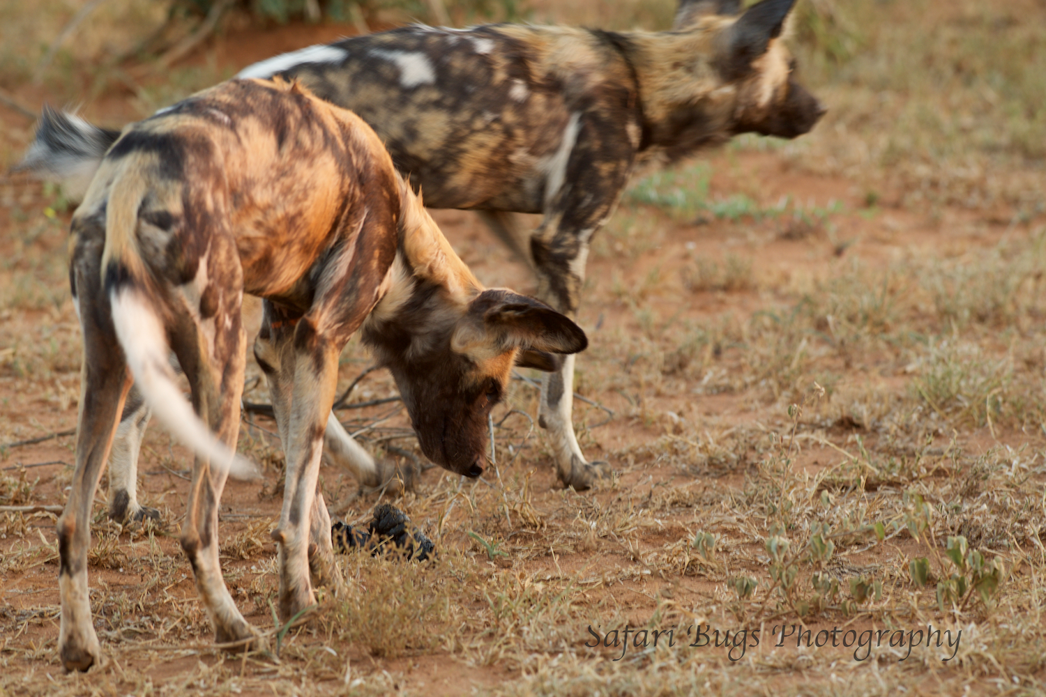  Sometimes a story takes days to emerge. &nbsp;You need to go back to the same animal time and time again. &nbsp;This time it was the wild dogs. &nbsp;And, the hard work paid off as they decided to hunt. &nbsp;Here they are smelling the ground lookin
