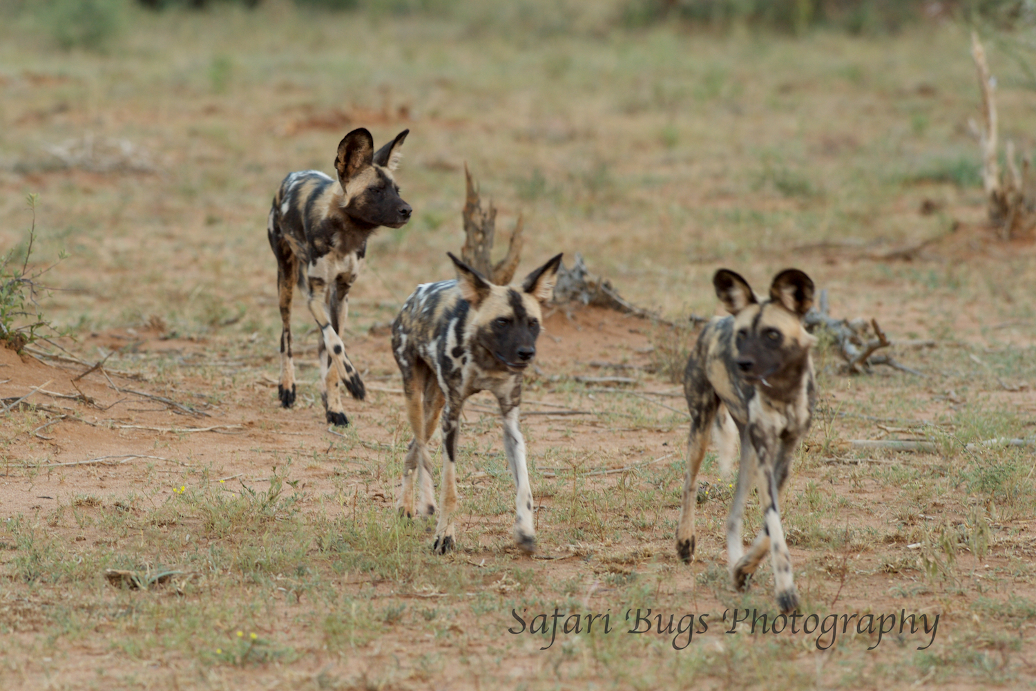  It's hard to follow wild dogs on the move and even harder to get a clear photo as they are constantly moving. 
