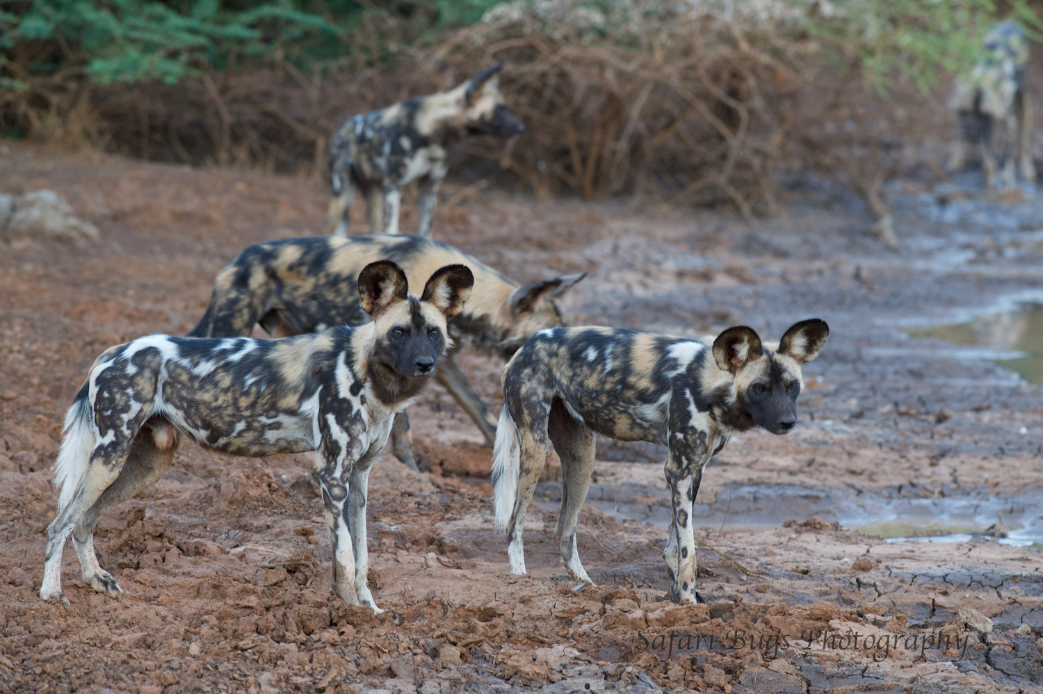 Mateya Wild Dogs (6).jpg