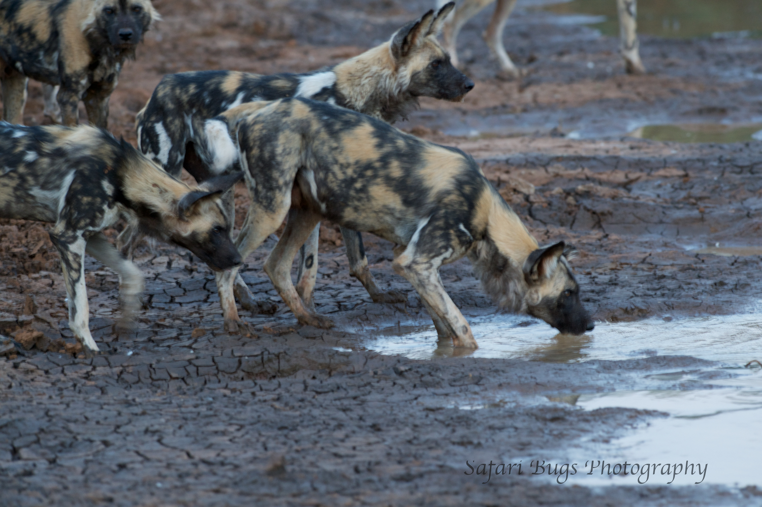 Mateya Wild Dogs (7).jpg