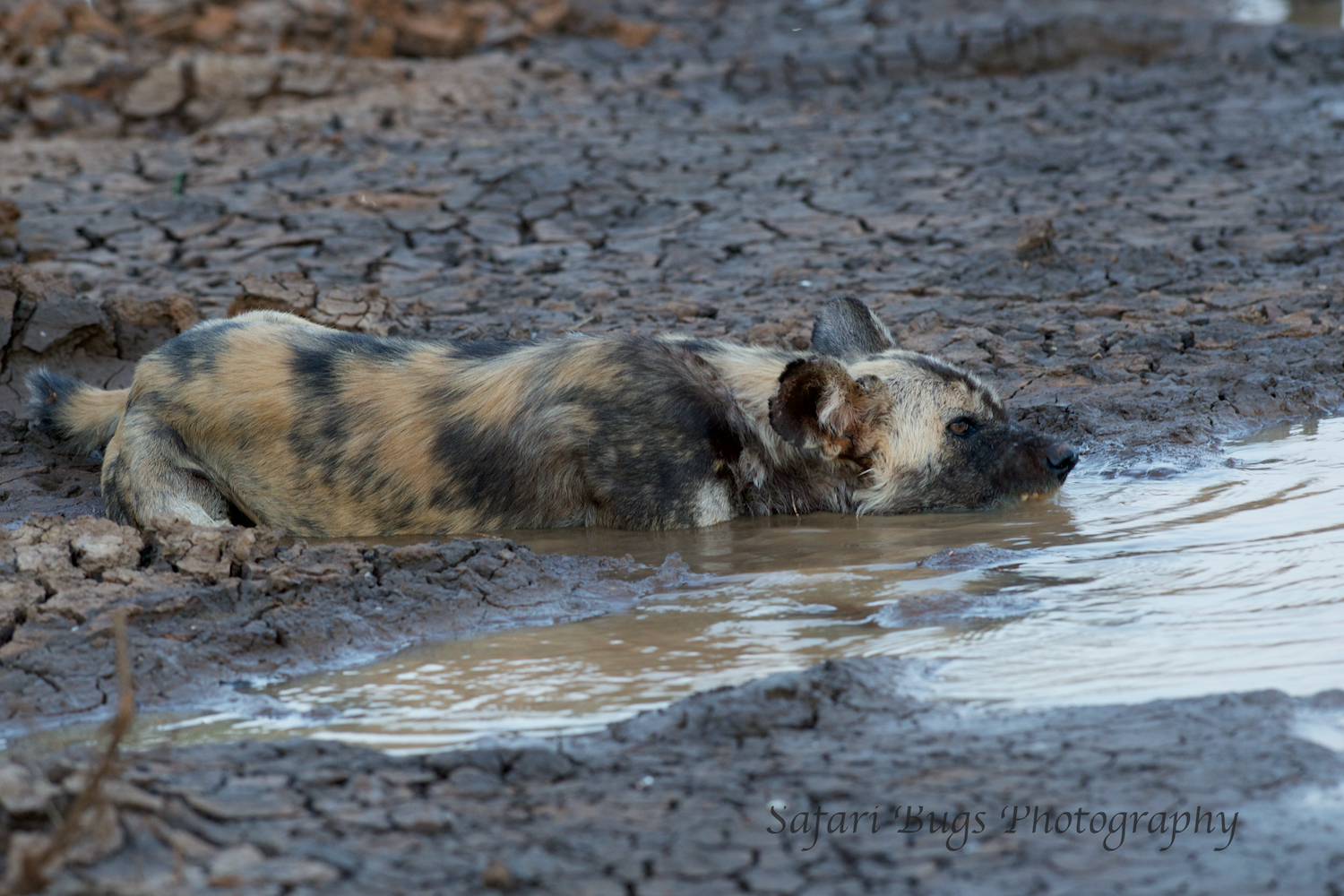 And, what's better than drinking water standing up? Laying in it while drinking, of course. They eventually found some wildebeest, but it was getting too dark to follow.