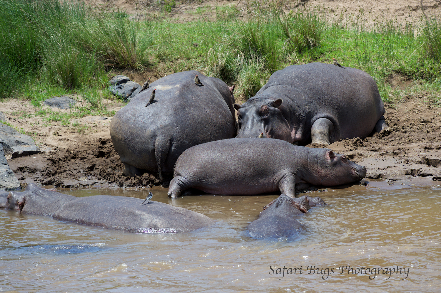 Hippo Mara North.jpg