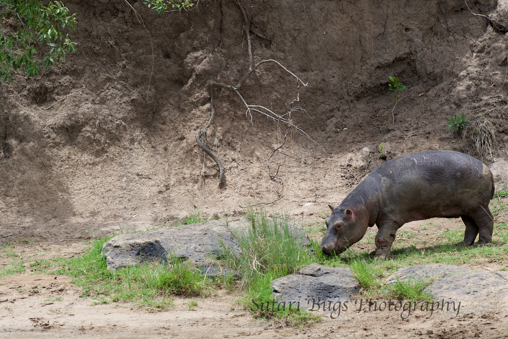 Hippo Mara North (1).jpg