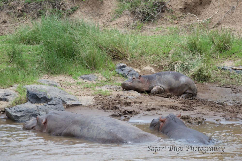 Hippo Mara North (2).jpg