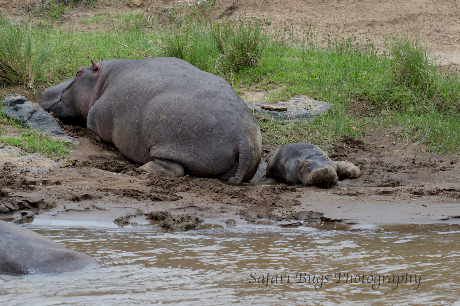Hippo Mara North (3).jpg