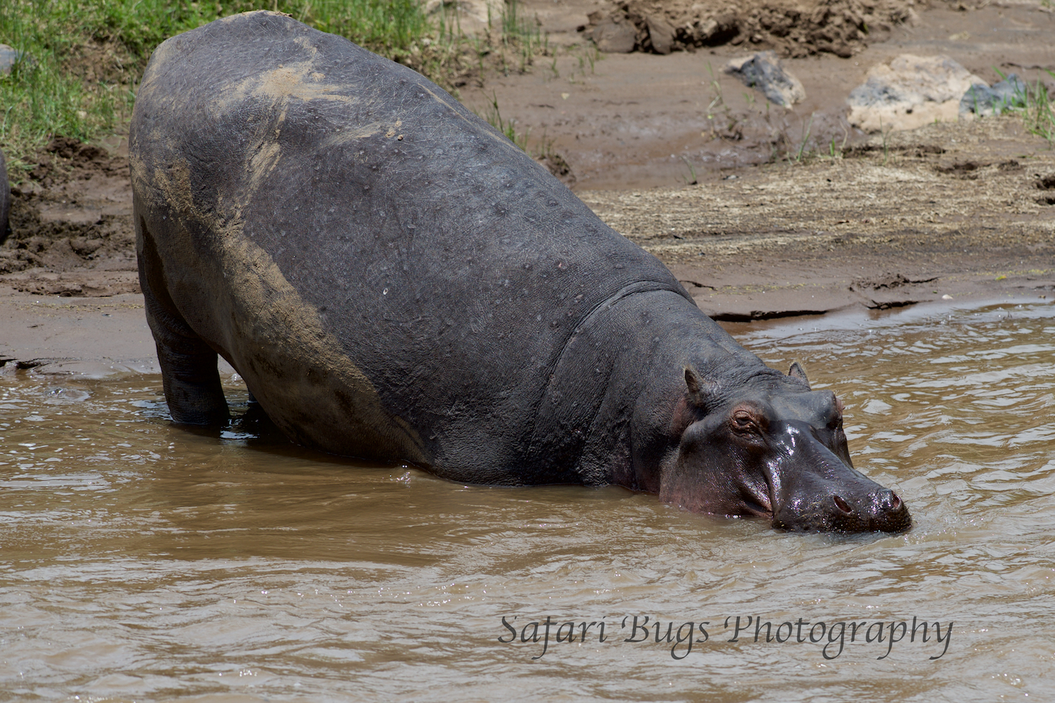 Hippo Mara North (4).jpg