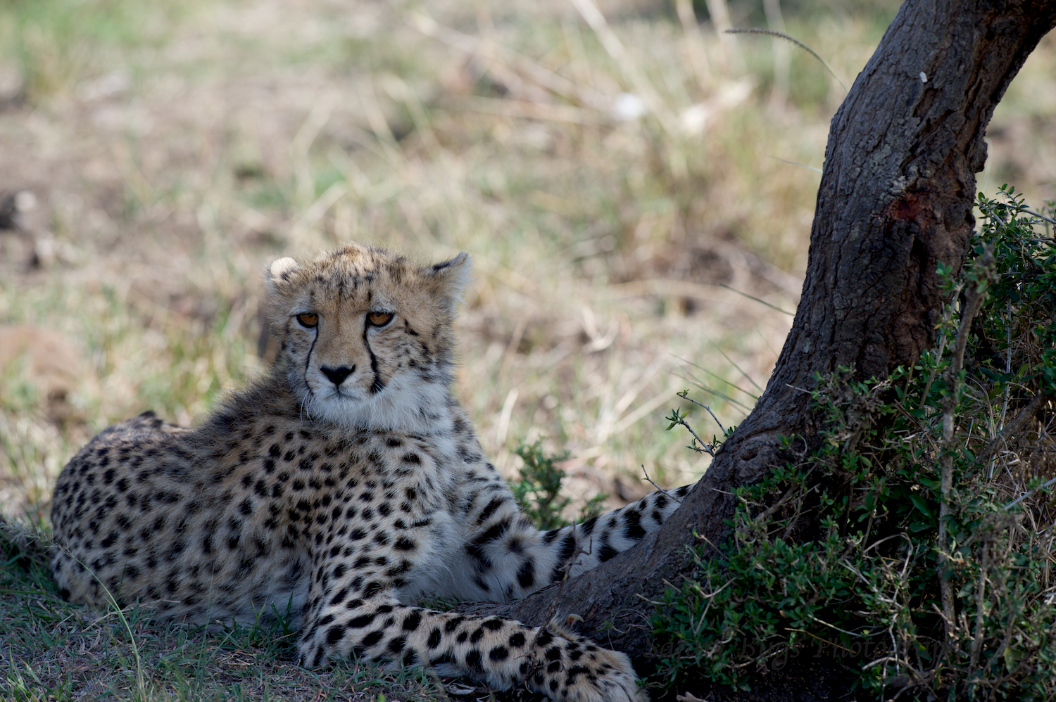 Cheetah Safari Bugs (2).jpg