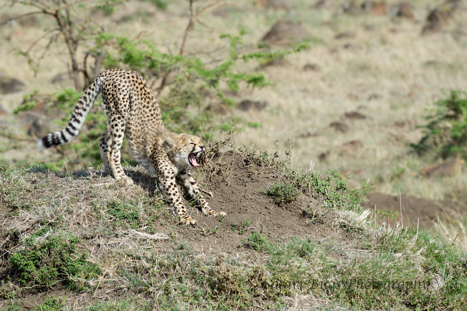 Cheetah Safari Bugs (1).jpg
