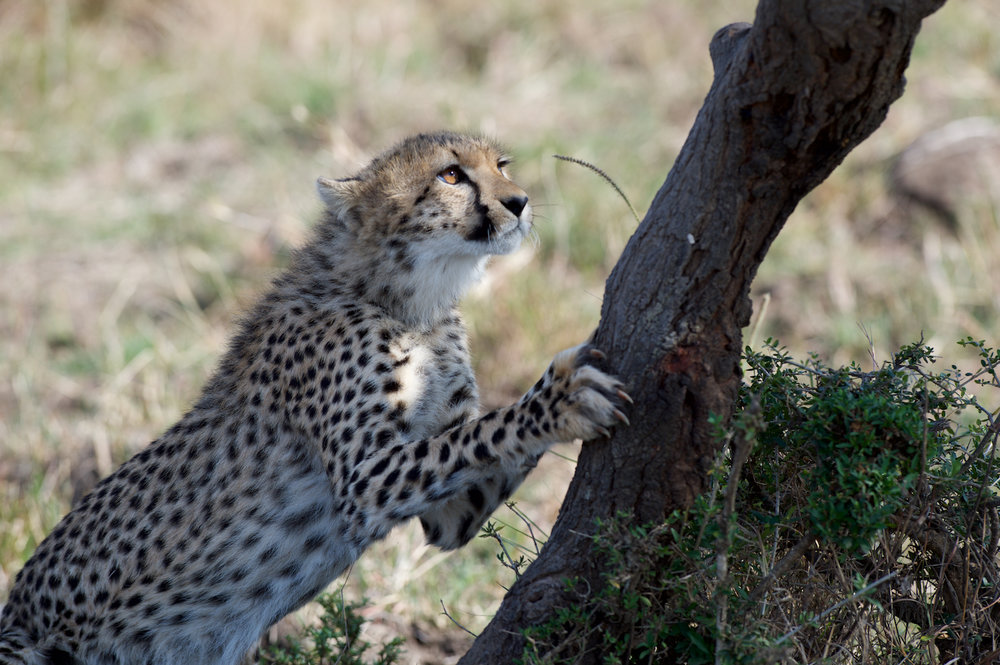 Cheetah Safari Bugs (3).jpg