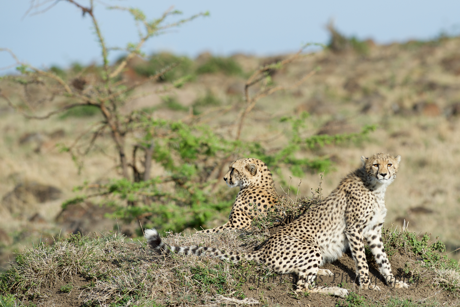 Cheetah Safari Bugs.jpg