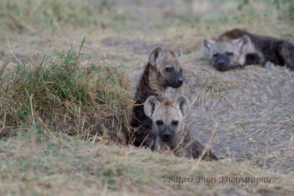Hyena Safari Bugs.jpg