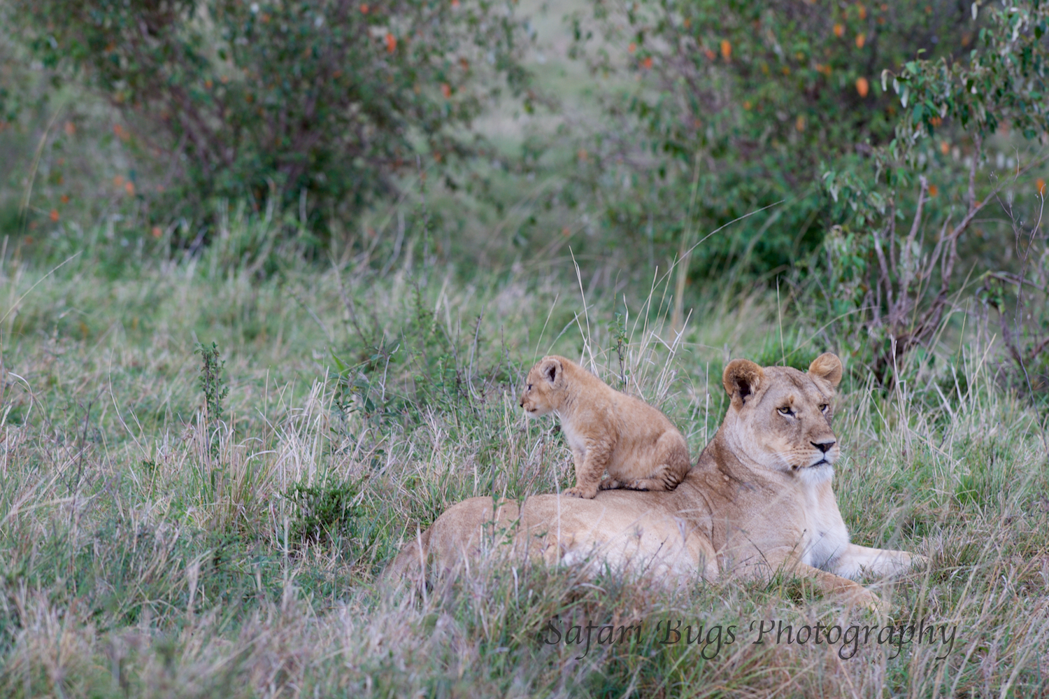 Lion Cubs Safari Bugs.jpg