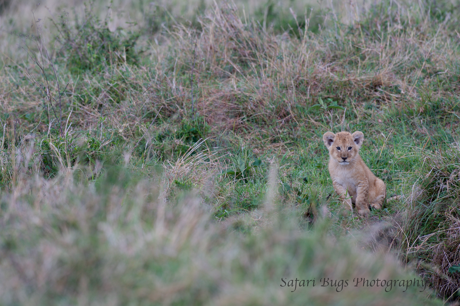 Lion Cubs Safari Bugs (1).jpg