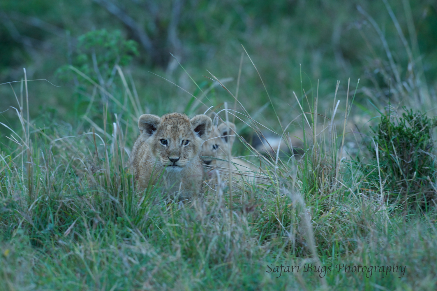 Lion Cubs Safari Bugs (2).jpg