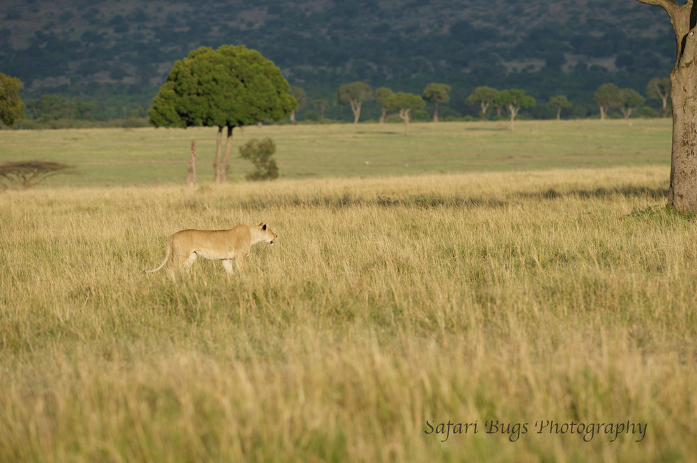 Lioness Safari Bugs.jpg