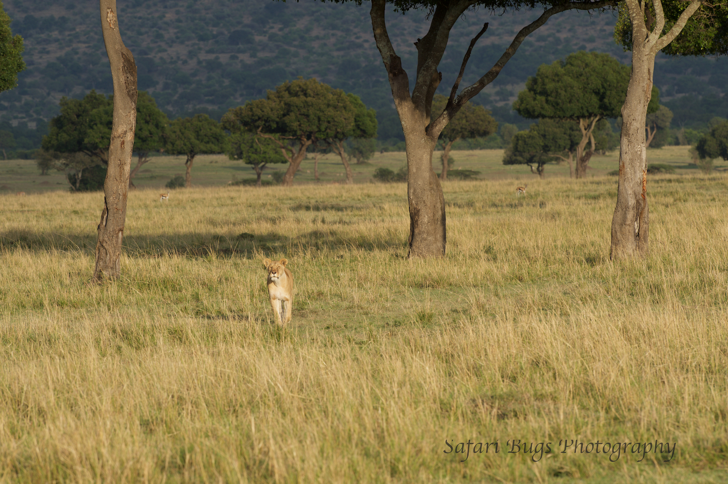 Lioness Safari Bugs (1).jpg