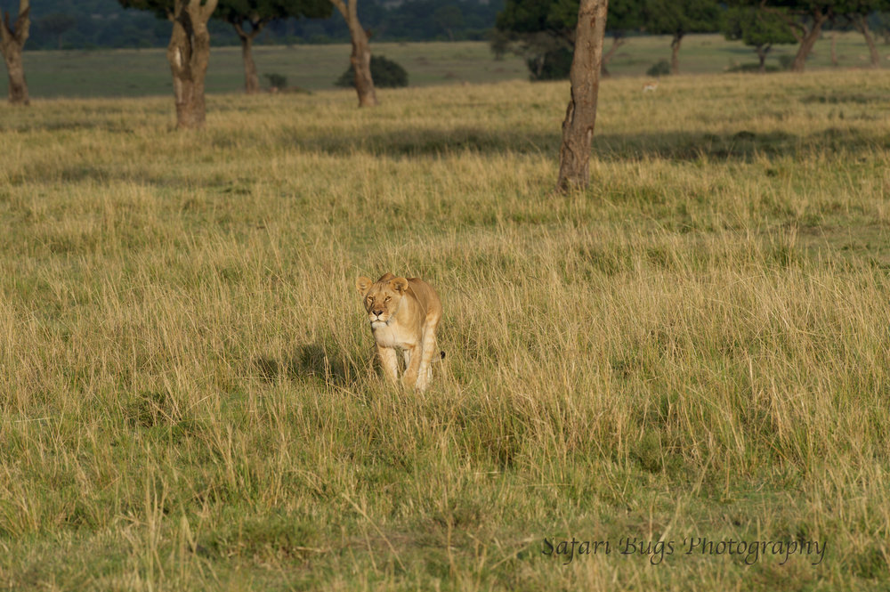 Lioness Safari Bugs (2).jpg