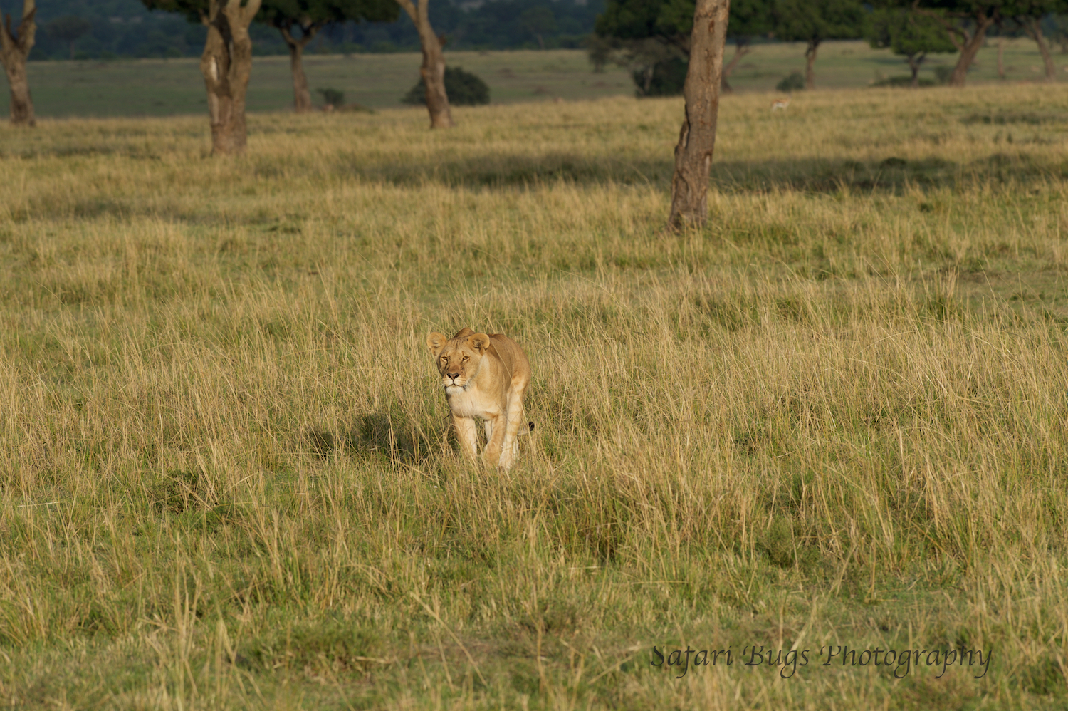 Lioness Safari Bugs (2).jpg