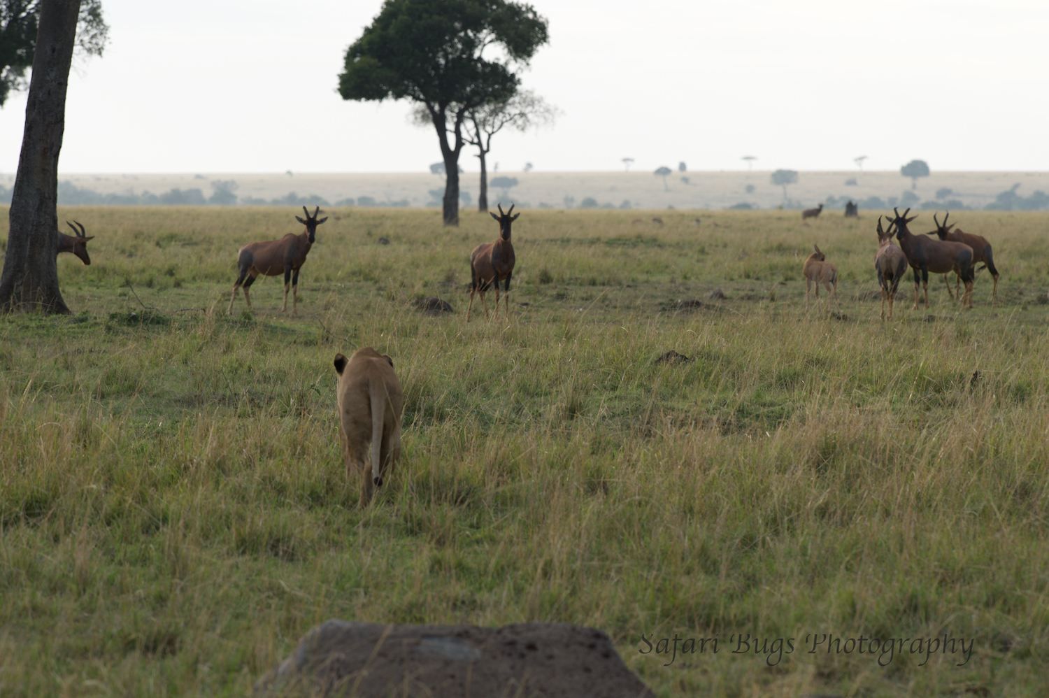 Lioness Safari Bugs (4).jpg