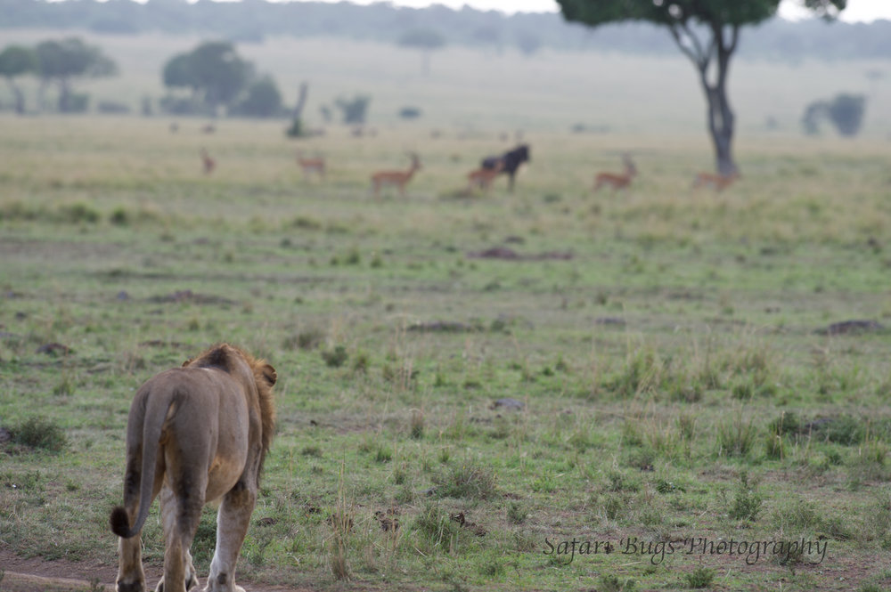 Lion Safari Bugs (1).jpg