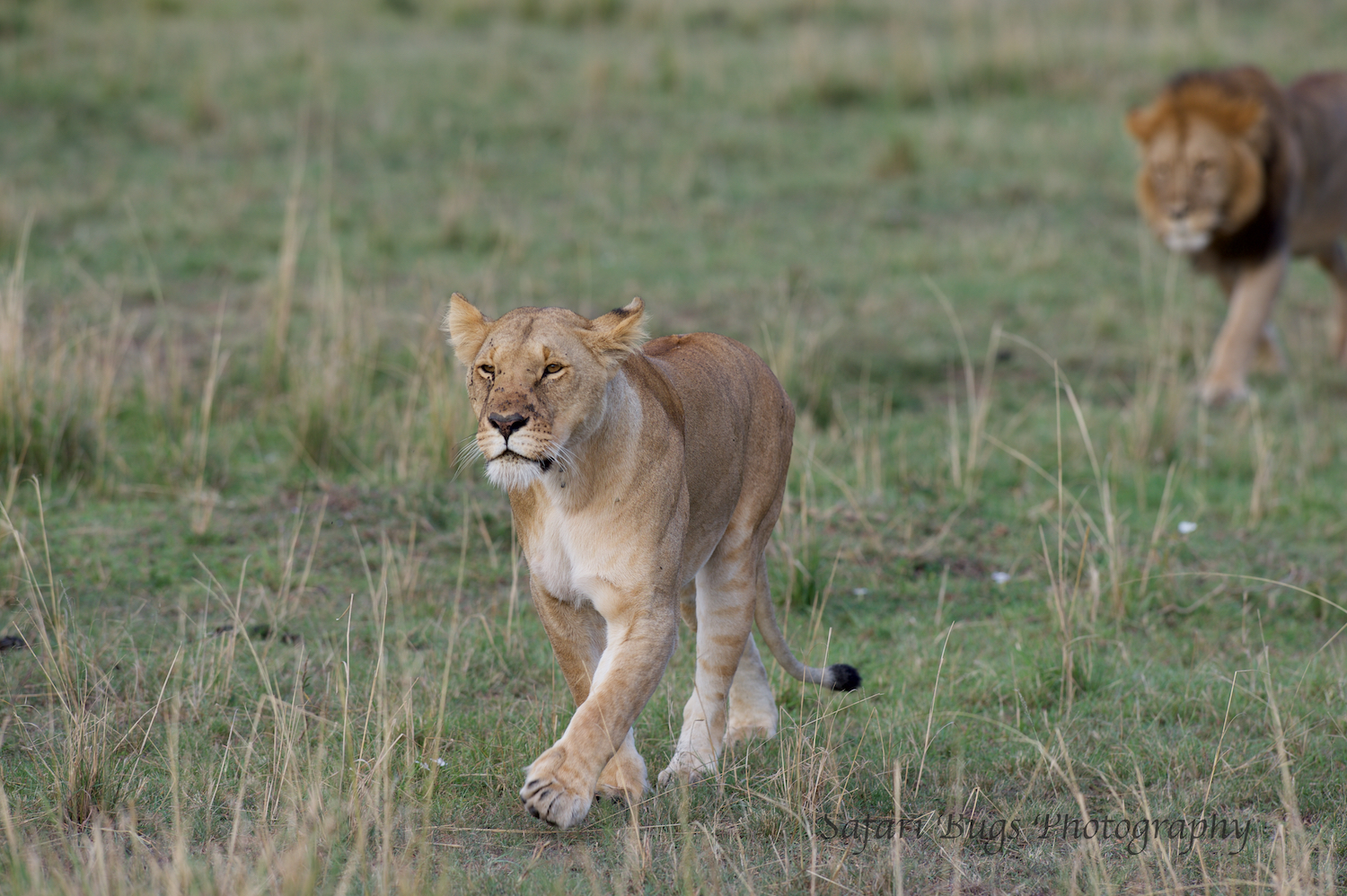 Lioness Safari Bugs (6).jpg