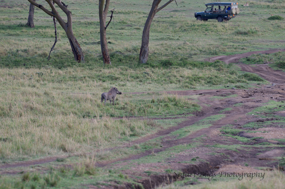 Warthog Safari Bugs.jpg