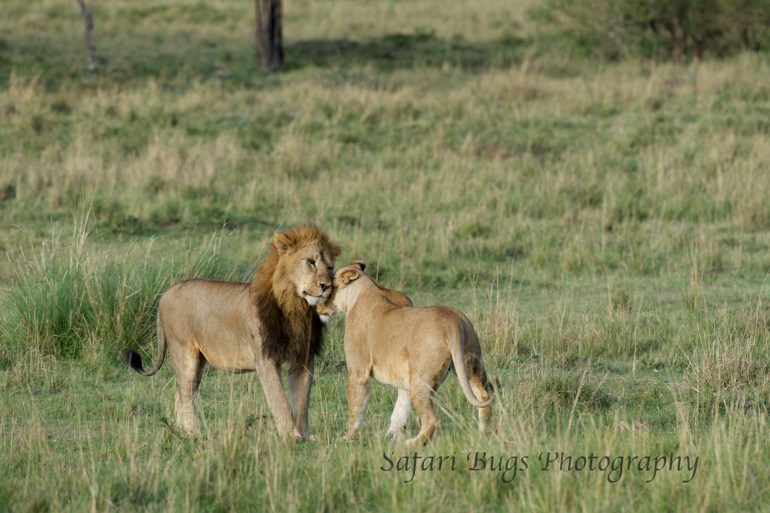 Lion Safari Bugs (2).jpg