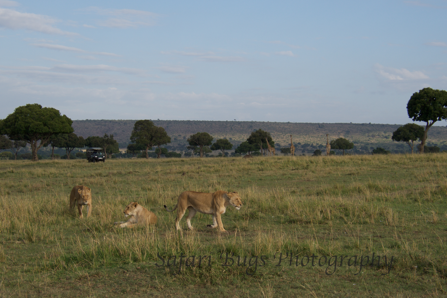 Lions Safari Bugs.jpg