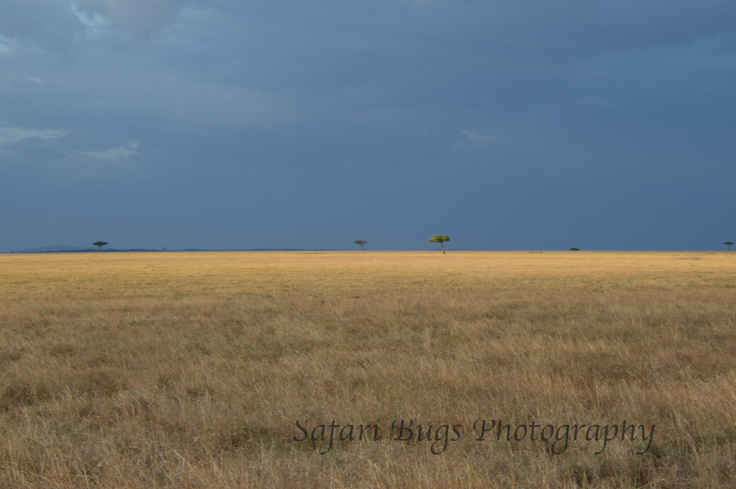 Mara North Safari Bugs.jpg